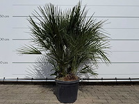 Europese dwergpalm m - chamaerops humilis - hoogte ca. 150 cm - afbeelding 1 van  4