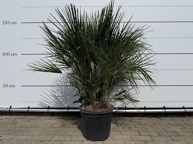 Europese dwergpalm m - chamaerops humilis - hoogte ca. 150 cm - afbeelding 2 van  4