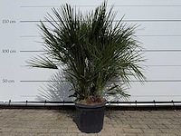 Europese dwergpalm m - chamaerops humilis - hoogte ca. 150 cm - afbeelding 2 van  4