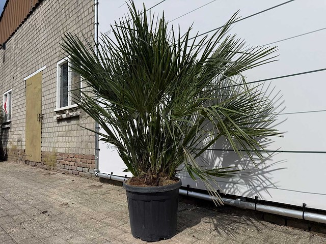 Europese dwergpalm m - chamaerops humilis - hoogte ca. 150 cm - afbeelding 3 van  4