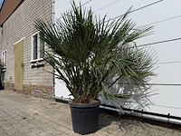 Europese dwergpalm m - chamaerops humilis - hoogte ca. 150 cm - afbeelding 3 van  4