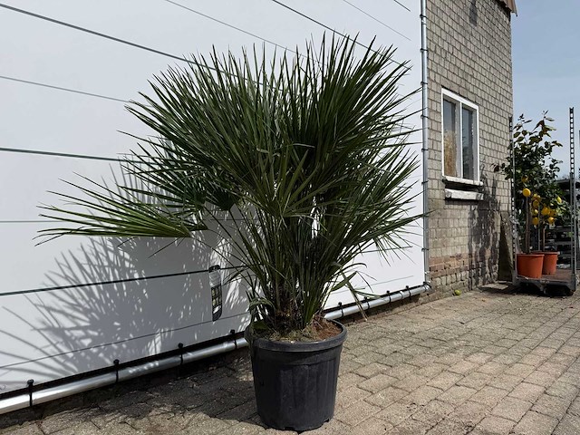 Europese dwergpalm m - chamaerops humilis - hoogte ca. 150 cm - afbeelding 4 van  4