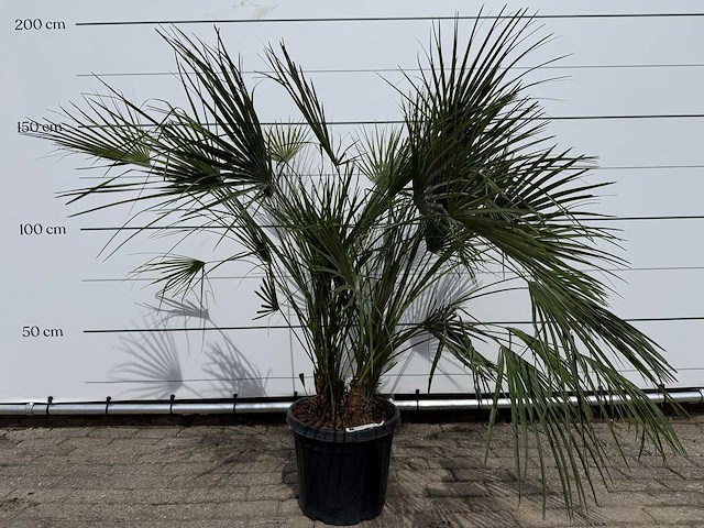 Europese dwergpalm m - chamaerops humilis - hoogte ca. 150 cm - afbeelding 1 van  3