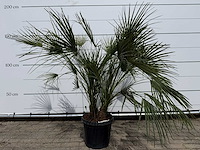Europese dwergpalm m - chamaerops humilis - hoogte ca. 150 cm - afbeelding 1 van  3