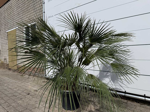 Europese dwergpalm m - chamaerops humilis - hoogte ca. 150 cm - afbeelding 2 van  3