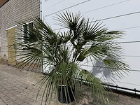 Europese dwergpalm m - chamaerops humilis - hoogte ca. 150 cm - afbeelding 2 van  3