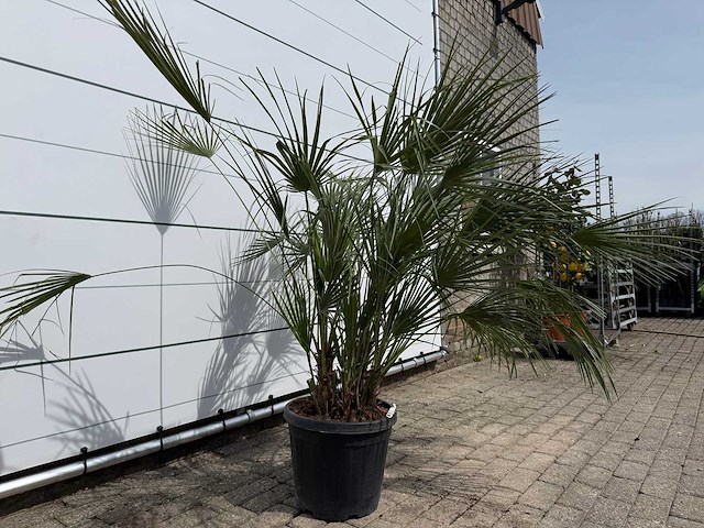Europese dwergpalm m - chamaerops humilis - hoogte ca. 150 cm - afbeelding 3 van  3