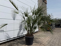 Europese dwergpalm m - chamaerops humilis - hoogte ca. 150 cm - afbeelding 3 van  3