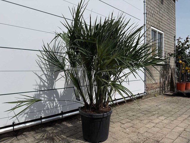 Europese dwergpalm m - chamaerops humilis - hoogte ca. 150 cm - afbeelding 2 van  3