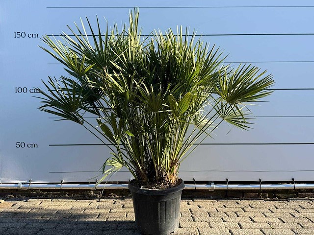 Europese dwergpalm m - chamaerops humilis - hoogte ca. 150 cm - afbeelding 1 van  4