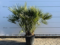 Europese dwergpalm m - chamaerops humilis - hoogte ca. 150 cm - afbeelding 1 van  4