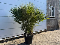 Europese dwergpalm m - chamaerops humilis - hoogte ca. 150 cm - afbeelding 3 van  4