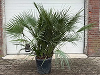 Europese dwergpalm m - chamaerops humilis - hoogte ca. 150 cm - afbeelding 1 van  3