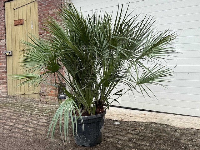 Europese dwergpalm m - chamaerops humilis - hoogte ca. 150 cm - afbeelding 2 van  3