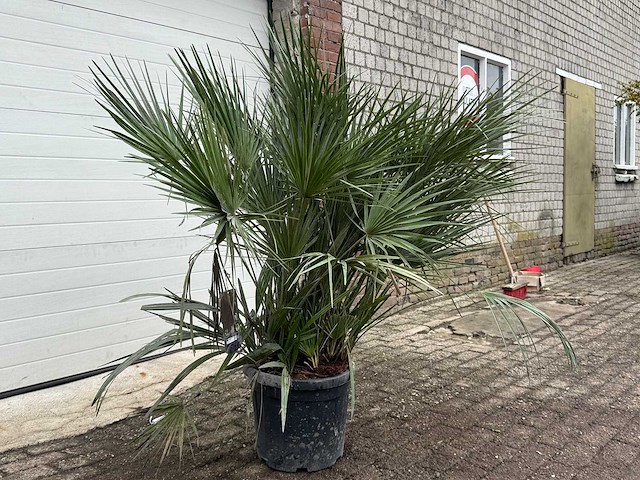 Europese dwergpalm m - chamaerops humilis - hoogte ca. 150 cm - afbeelding 3 van  3