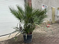 Europese dwergpalm m - chamaerops humilis - hoogte ca. 150 cm - afbeelding 3 van  3
