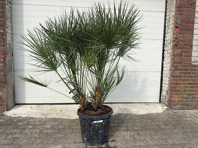 Europese dwergpalm m - chamaerops humilis - hoogte ca. 150 cm - afbeelding 1 van  5