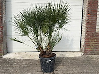 Europese dwergpalm m - chamaerops humilis - hoogte ca. 150 cm - afbeelding 1 van  5