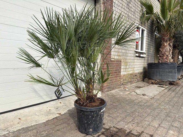 Europese dwergpalm m - chamaerops humilis - hoogte ca. 150 cm - afbeelding 2 van  5