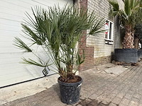 Europese dwergpalm m - chamaerops humilis - hoogte ca. 150 cm - afbeelding 2 van  5