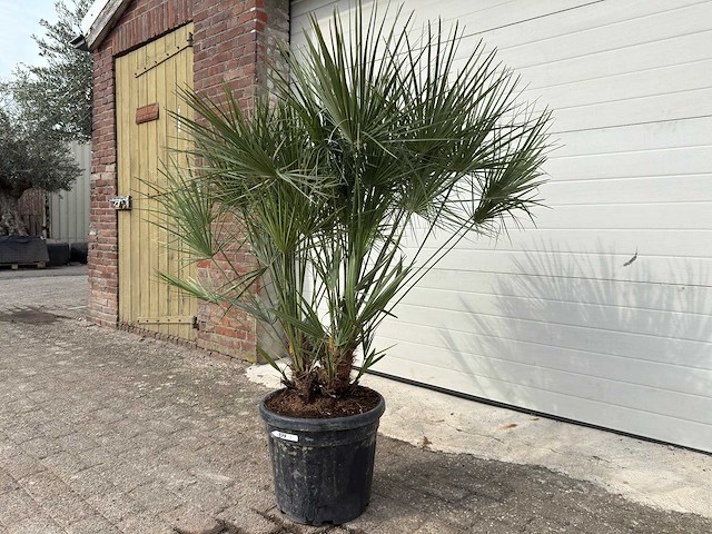 Europese dwergpalm m - chamaerops humilis - hoogte ca. 150 cm - afbeelding 3 van  5