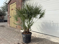 Europese dwergpalm m - chamaerops humilis - hoogte ca. 150 cm - afbeelding 3 van  5