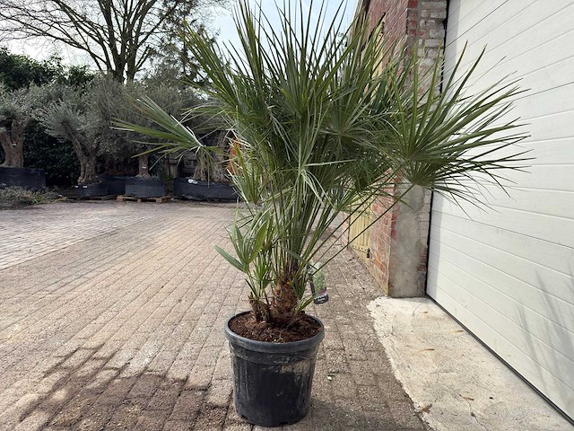 Europese dwergpalm m - chamaerops humilis - hoogte ca. 150 cm - afbeelding 4 van  5