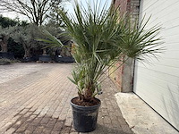 Europese dwergpalm m - chamaerops humilis - hoogte ca. 150 cm - afbeelding 4 van  5