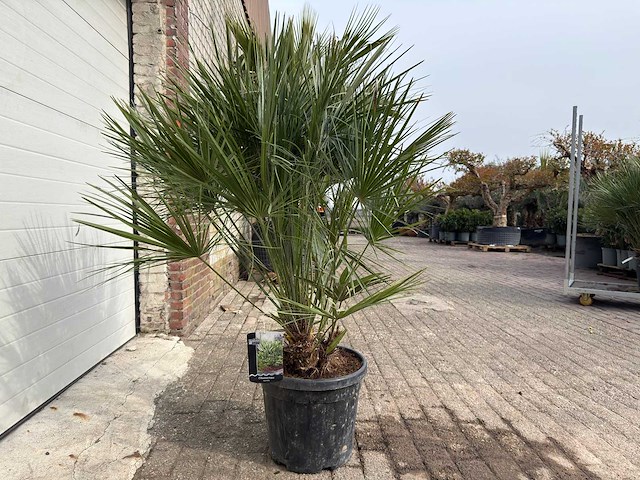 Europese dwergpalm m - chamaerops humilis - hoogte ca. 150 cm - afbeelding 5 van  5