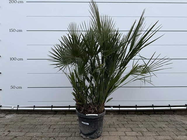 Europese dwergpalm m - chamaerops humilis - hoogte ca. 150 cm - afbeelding 1 van  3