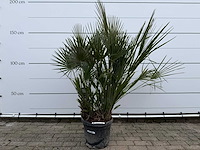 Europese dwergpalm m - chamaerops humilis - hoogte ca. 150 cm - afbeelding 1 van  3