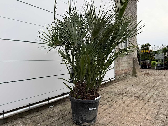 Europese dwergpalm m - chamaerops humilis - hoogte ca. 150 cm - afbeelding 3 van  3