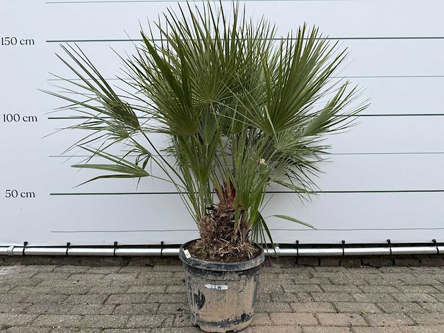 Europese dwergpalm m - chamaerops humilis - hoogte ca. 150 cm - afbeelding 1 van  1