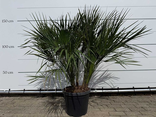 Europese dwergpalm m - chamaerops humilis - hoogte ca. 150 cm - afbeelding 1 van  3