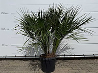 Europese dwergpalm m - chamaerops humilis - hoogte ca. 150 cm - afbeelding 1 van  3