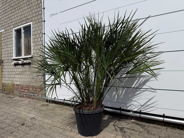 Europese dwergpalm m - chamaerops humilis - hoogte ca. 150 cm - afbeelding 2 van  3