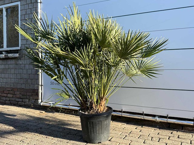 Europese dwergpalm m - chamaerops humilis - hoogte ca. 150 cm - afbeelding 2 van  3