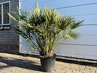 Europese dwergpalm m - chamaerops humilis - hoogte ca. 150 cm - afbeelding 2 van  3