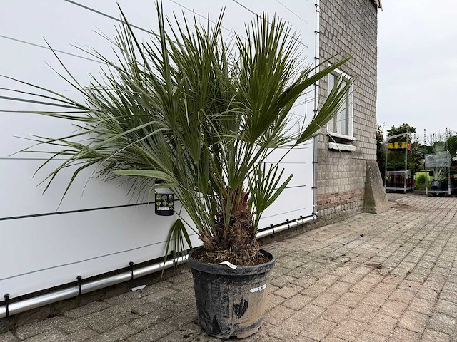 Europese dwergpalm m - chamaerops humilis - hoogte ca. 150 cm - afbeelding 3 van  3