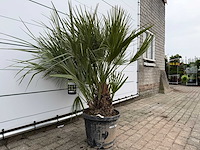 Europese dwergpalm m - chamaerops humilis - hoogte ca. 150 cm - afbeelding 3 van  3