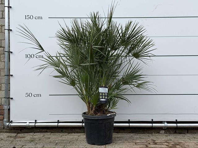 Europese dwergpalm m - chamaerops humilis - hoogte ca. 150 cm - afbeelding 1 van  3