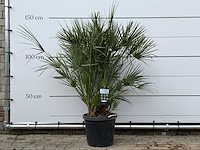 Europese dwergpalm m - chamaerops humilis - hoogte ca. 150 cm - afbeelding 1 van  3