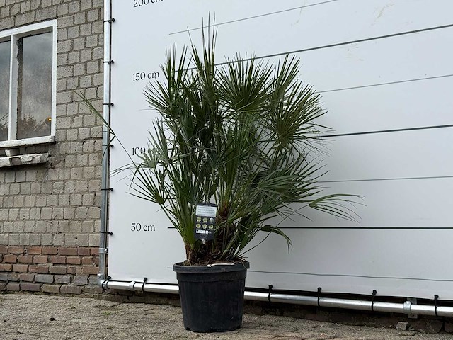 Europese dwergpalm m - chamaerops humilis - hoogte ca. 150 cm - afbeelding 2 van  3