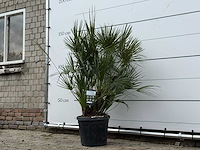 Europese dwergpalm m - chamaerops humilis - hoogte ca. 150 cm - afbeelding 2 van  3