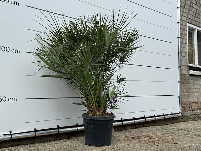 Europese dwergpalm m - chamaerops humilis - hoogte ca. 150 cm - afbeelding 3 van  3
