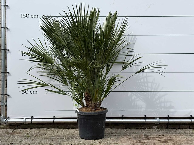 Europese dwergpalm m - chamaerops humilis - hoogte ca. 150 cm - afbeelding 1 van  3