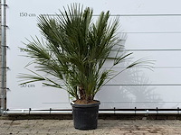 Europese dwergpalm m - chamaerops humilis - hoogte ca. 150 cm - afbeelding 1 van  3