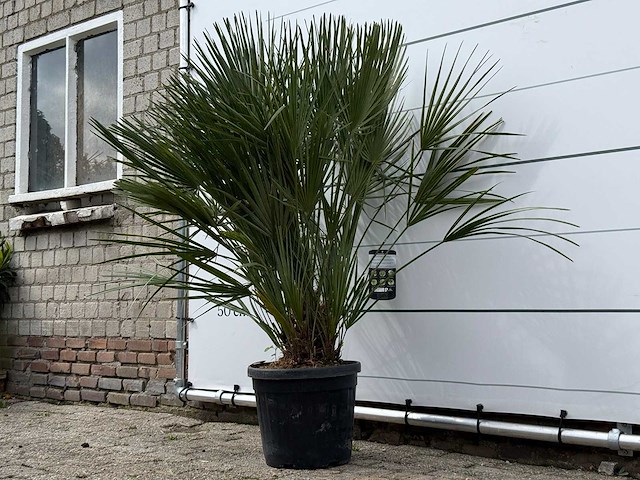 Europese dwergpalm m - chamaerops humilis - hoogte ca. 150 cm - afbeelding 2 van  3