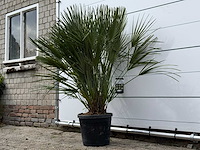 Europese dwergpalm m - chamaerops humilis - hoogte ca. 150 cm - afbeelding 2 van  3