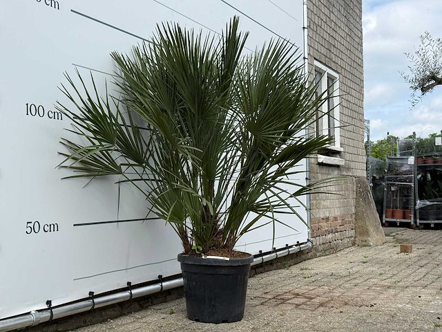 Europese dwergpalm m - chamaerops humilis - hoogte ca. 150 cm - afbeelding 3 van  3